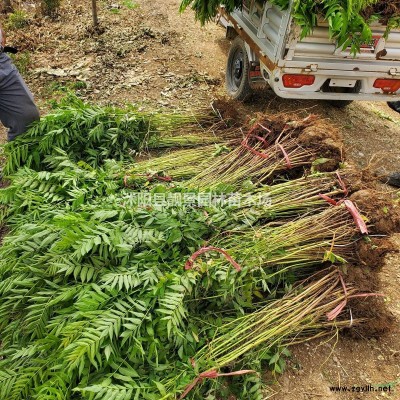 玉簪树苗 花叶玉簪一株多少钱