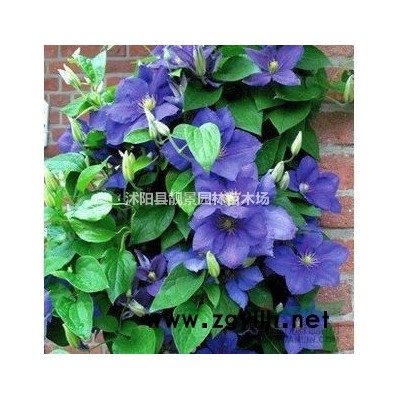 结缕草草坪 中华结缕草一平方多少钱