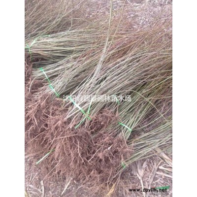 杜娟杯苗  夏娟苗一棵多少钱