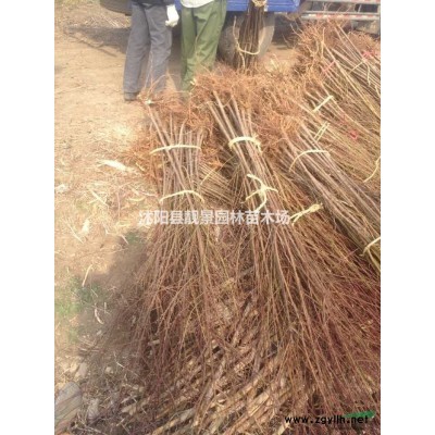 金焰绣线菊小苗 园林用金焰绣线菊一棵多少钱