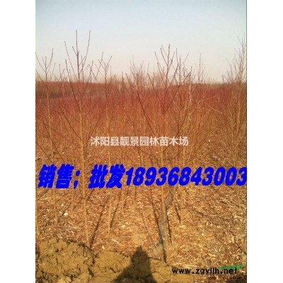 大花灌月苗 月季花种植基地 品种月季花一棵多少钱