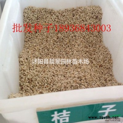 水蜡地栽苗 水蜡多分枝 耐寒花卉植物基地