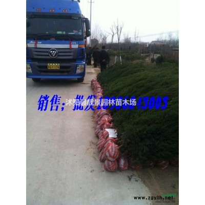 江苏平枝栒子苗 铺地蜈蚣图片 红果栒子地栽苗价格