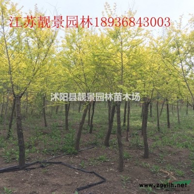 缠树保温棉哪里有？裹树防冻棉布价格？保温裹树布供应商？