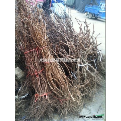 玉龙草 矮麦冬草5CM高庭院常绿地被草 日本矮麦冬无土发货