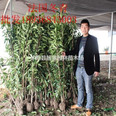 畜牧草籽批发 新采牧草种子 品种多 产地货源 欢迎实地参观