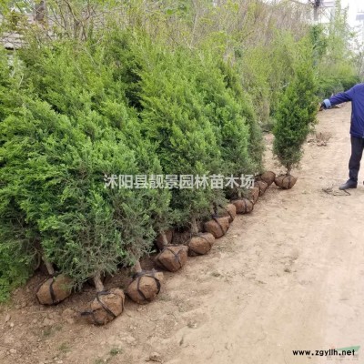 2米 3米 4米高塔柏松产地报价