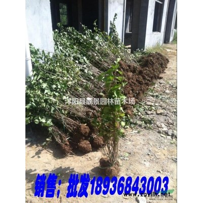 北美海棠4公分粗 红叶海棠产地 北美海棠花灌木直销