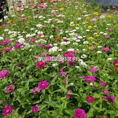 苹果树盆栽 红富士苹果树桩 嫁接果树苗批发