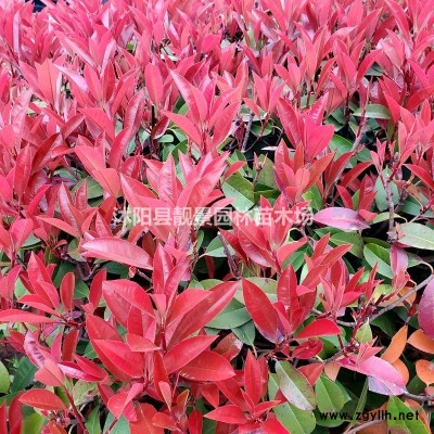 江苏白蜡树批发/白蜡产地/白蜡8公分粗/白蜡及时报价