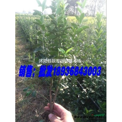 风车茉莉40公分50公分60公分一棵多少钱报价？