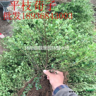 日本矮麦冬草产地，矮麦冬草哪里有供应？