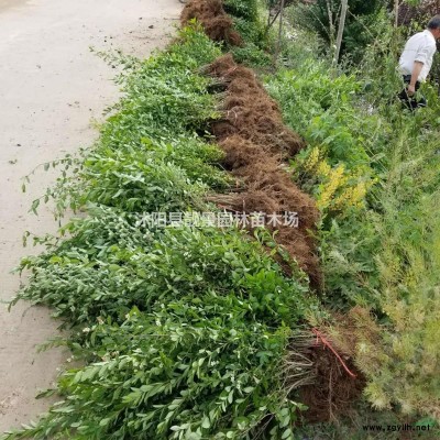 金银花50公分工程苗 金银花江苏供应商 金银花攀岩爬藤植物