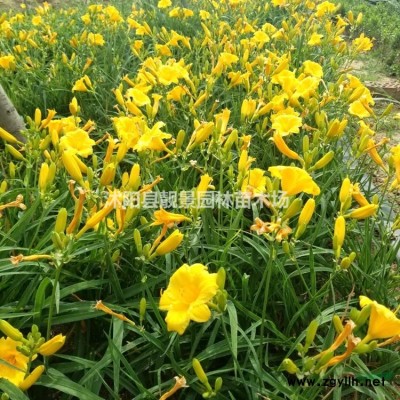 贴梗海棠50公分工程苗 贴梗海棠江苏沭阳行情 贴梗海棠哪里有