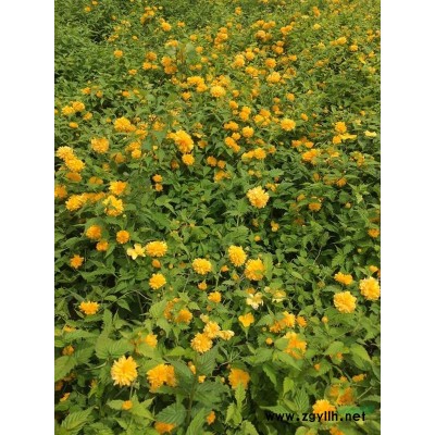 重瓣木槿苗供应商 木槿工程苗2-6公分粗 木槿介绍简介