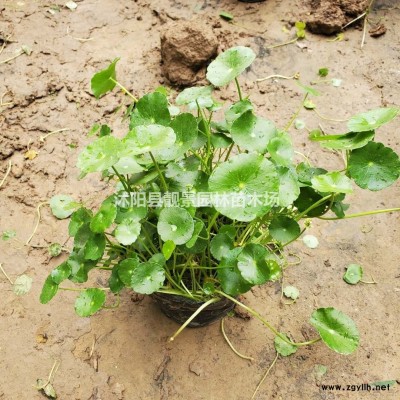 金焰绣线菊裸根苗，金焰绣线菊40公分报价，量大优惠