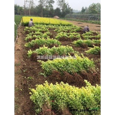 金叶水蜡60公分装车价格，金叶水蜡修剪色块，量大优惠