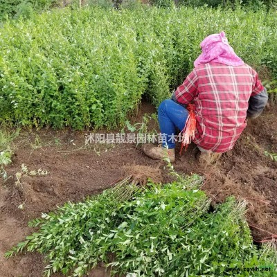 睡莲多少钱一棵，睡莲哪里便宜，睡莲哪里有卖？