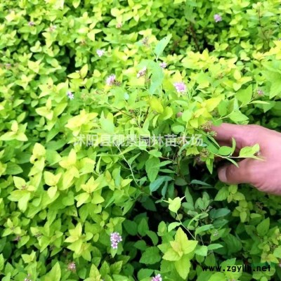 小叶黄杨50公分高多少钱，瓜子黄杨哪里便宜，小叶黄杨*低价格