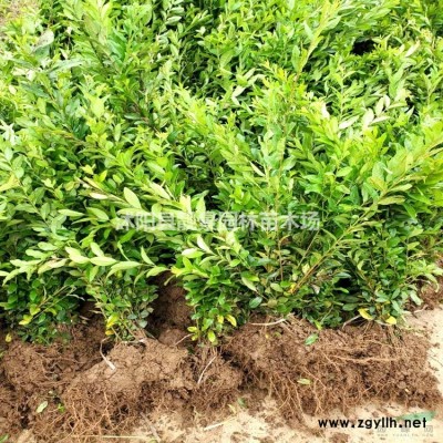 1.5米高龙柏树多少钱，2米高龙柏直升哪里有，龙柏基地在哪里