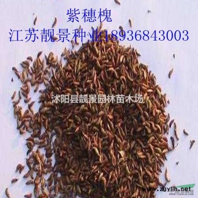 蜀桧50公分高多少钱一棵，蜀桧1米多少钱，蜀桧哪里有卖？