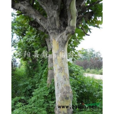 重瓣木槿1.5米高多少钱，木槿丛生哪里有卖，木槿产地种植时间