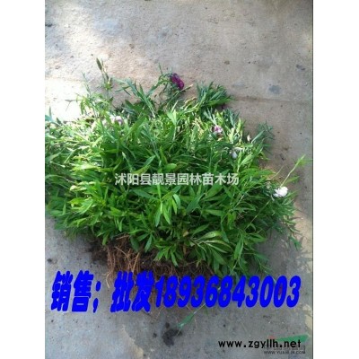 扦插水蜡60公分高，水蜡3年苗直销，量大优惠