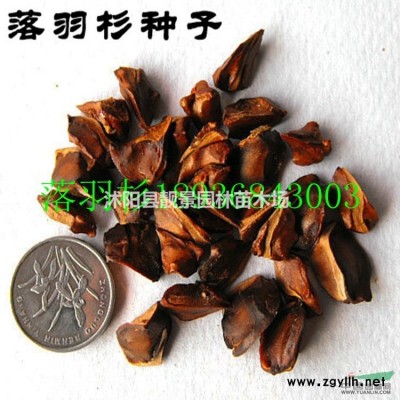 重瓣榆叶梅1.5米冠幅，大花榆叶梅带土球，榆叶梅地栽苗