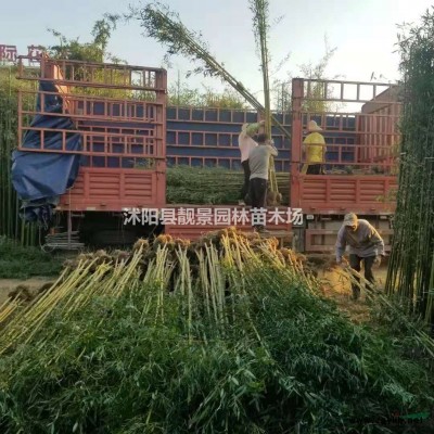 金银花苗价格 金银花繁殖方法介绍 苗圃直销金银花苗