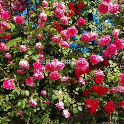 红梅价格 红梅花基地 红梅图片种植方法及简介 苗圃直销红梅