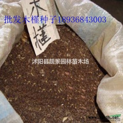 刺柏价格 刺柏种植方法及图片 刺柏绿化工程用苗