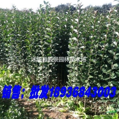 紫丁香苗，丁香树苗 ，丁香种子价格，丁香苗基地，