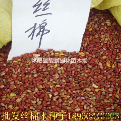 棣棠2018价格，棣棠50公分工程苗，优质棣棠批发
