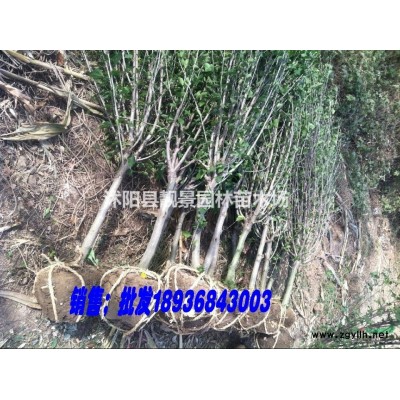 桃树，桃树种子，桃树苗，别称：桃子，桃仔，江苏桃树，桃树基地