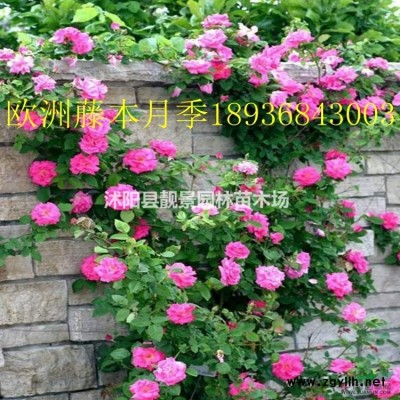 江苏小叶女贞30-60公分高 小叶女贞1米球 小叶女贞基地