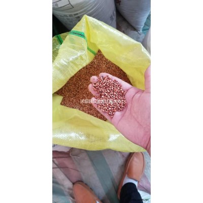 金叶女贞球，金叶女贞小苗价格--江苏地区
