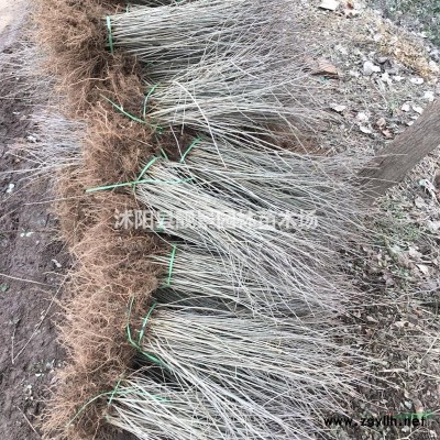 龙柏价格 直升龙柏基地 龙柏球供应