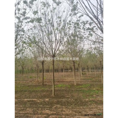 山东[产品]/山东白蜡 济宁白蜡 白蜡基地直销 大小规格白蜡价格..