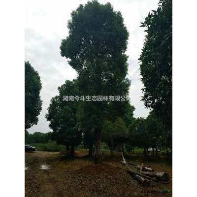 大小规格精品造型罗汉松基地