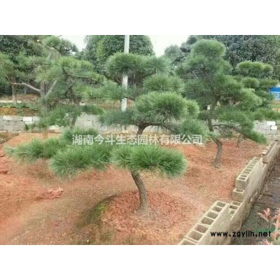 骨架香樟批发 长沙骨架香樟价格 湖南骨架香樟
