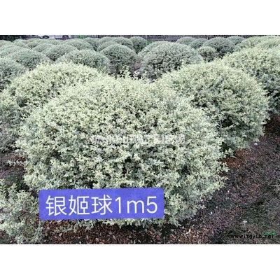 浙江杭州供应大叶黄杨绿离H200cmp40cm