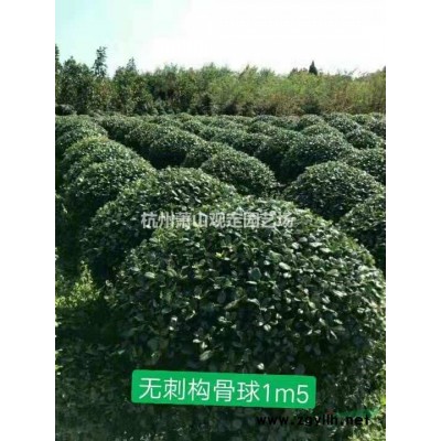 杭州萧山供应金禾女贞球冠幅1.50米球精品出售