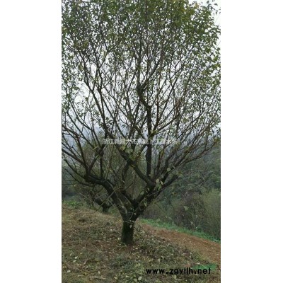 供3-4-5公分垂丝海棠。量大，质优，价廉