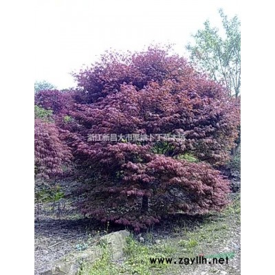 供应地径3公分红梅