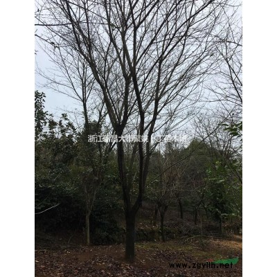 供应地径3公分垂丝海棠