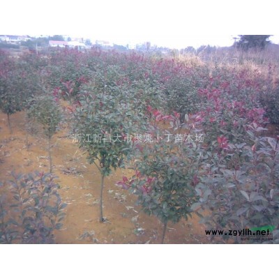 供应地径3公分红叶李。价廉质优。