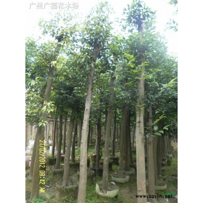 供应红榕、红皮榕,，芒果