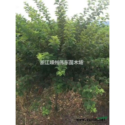 红梅基地/8-15公分精品红梅