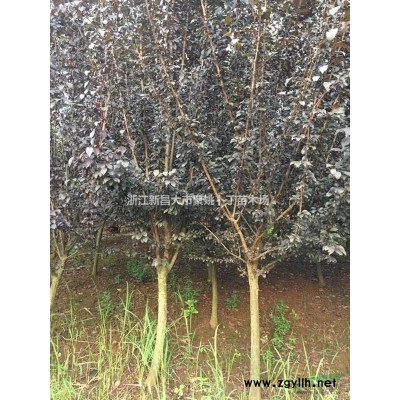 淅江红枫廉价供应