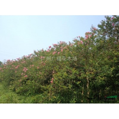 美丽异木棉